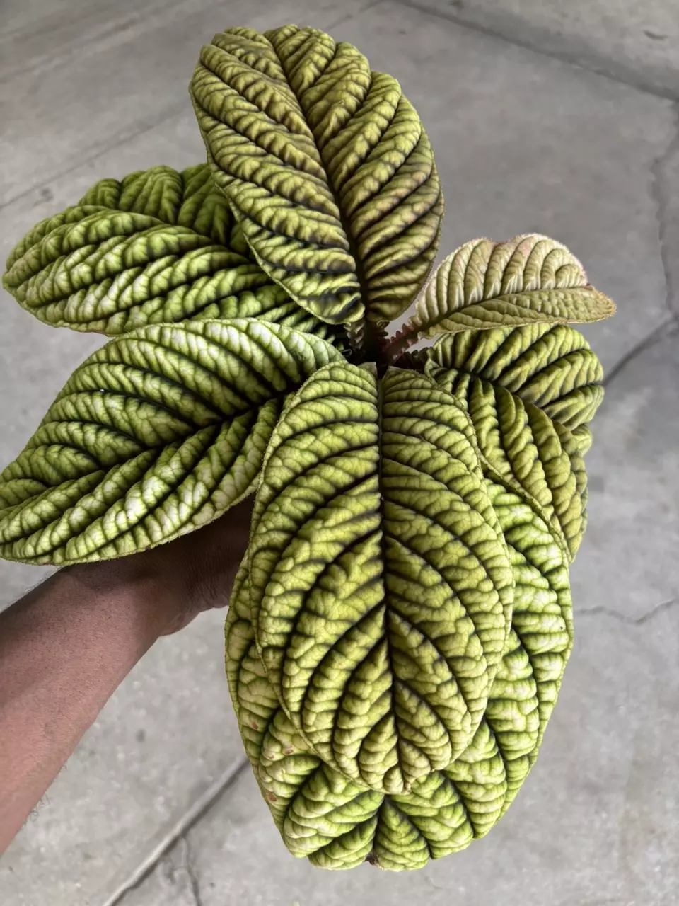 plant/Ardisia Cool Fire-0