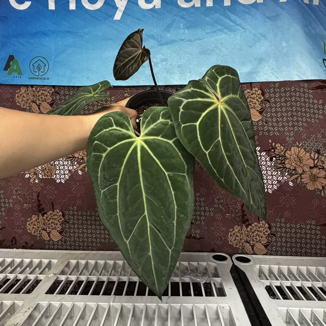 plant/H101 Anthurium BVIT x Zara Michele-0