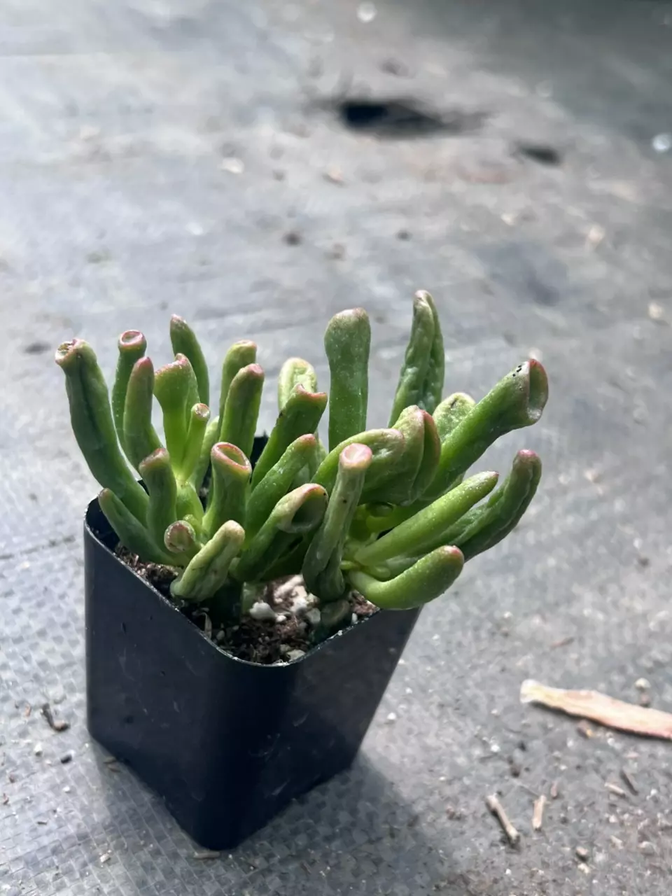 plant/Shrek Ears Jade Plant | Gollum Jade Succulent | 2” Pot | Rare Crassula Ovata-1
