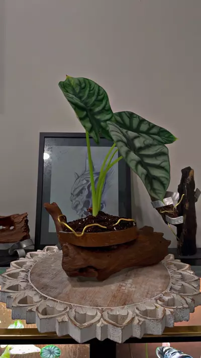 plant/Artistic planter-1-thumbnail