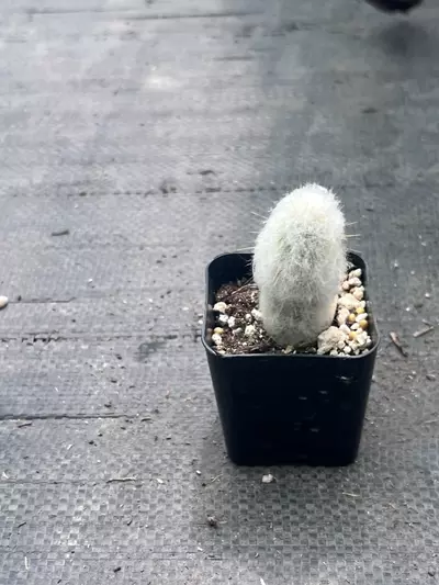 plant/Old Lady Cactus | Mammillaria Hahniana | Hair Looking Round Cactus | 2” Pot-3-thumbnail