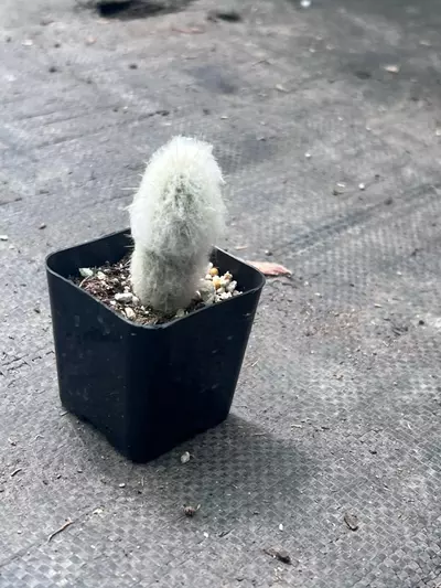 plant/Old Lady Cactus | Mammillaria Hahniana | Hair Looking Round Cactus | 2” Pot-4-thumbnail