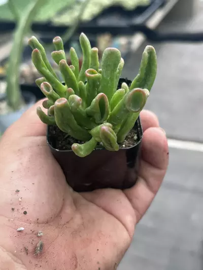plant/Shrek Ears Jade Plant | Gollum Jade Succulent | 2” Pot | Rare Crassula Ovata-5-thumbnail