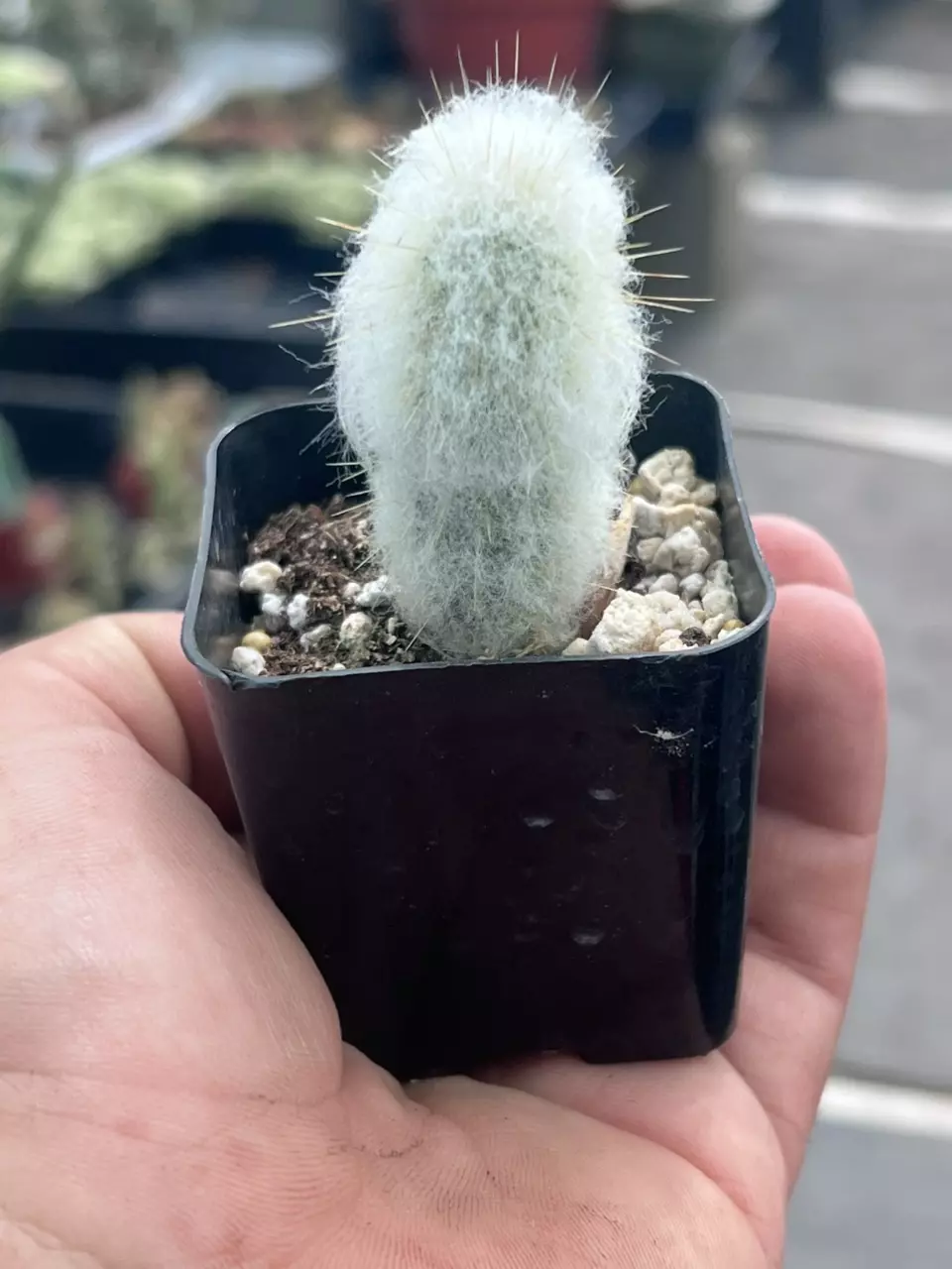 plant/Old Lady Cactus | Mammillaria Hahniana | Hair Looking Round Cactus | 2” Pot-1