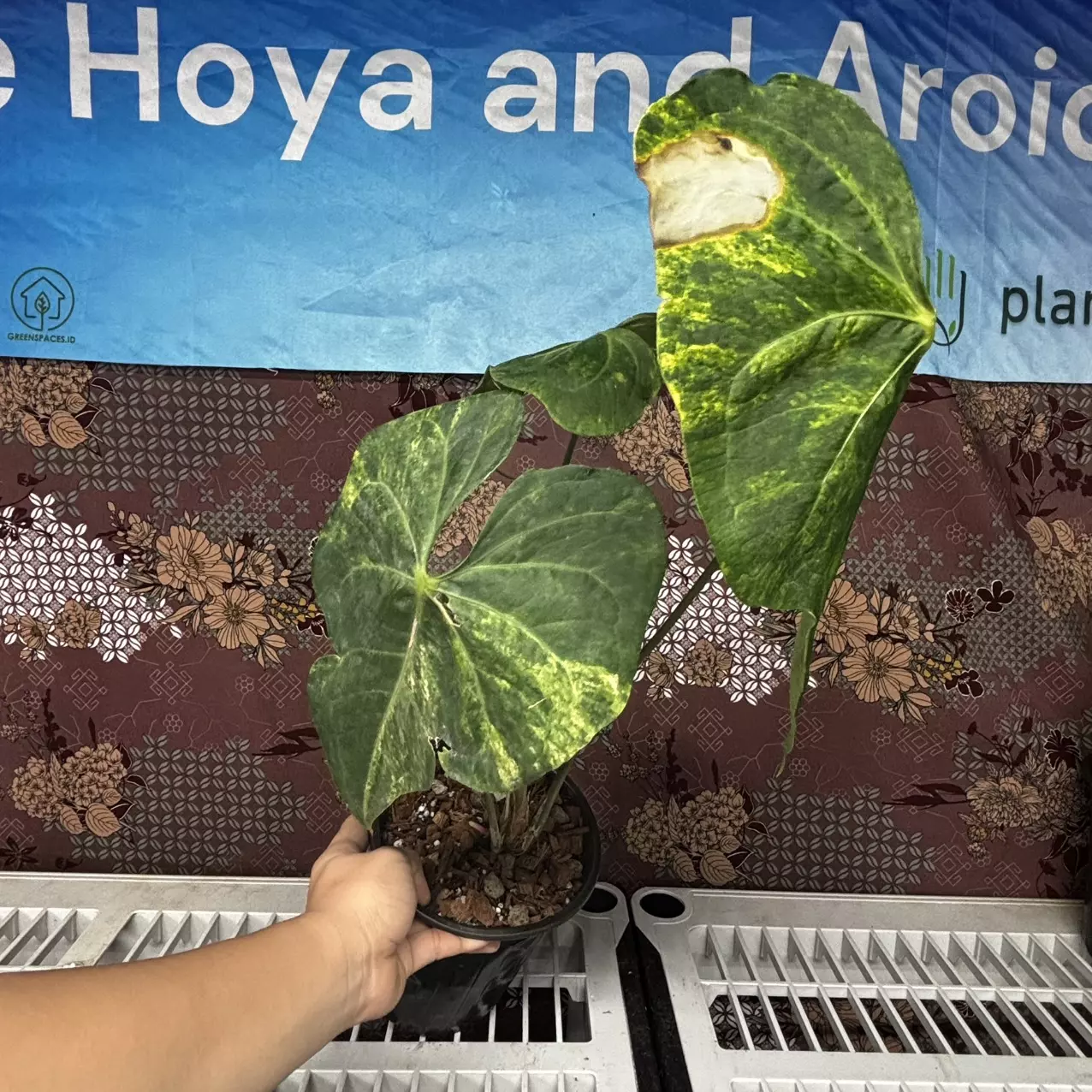 plant/H205 Anthurium Sweet Love Variegated-0
