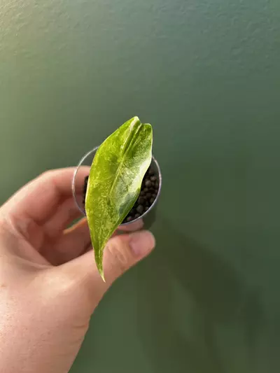 plant/Alocasia Variegated Longiloba pup-0-thumbnail