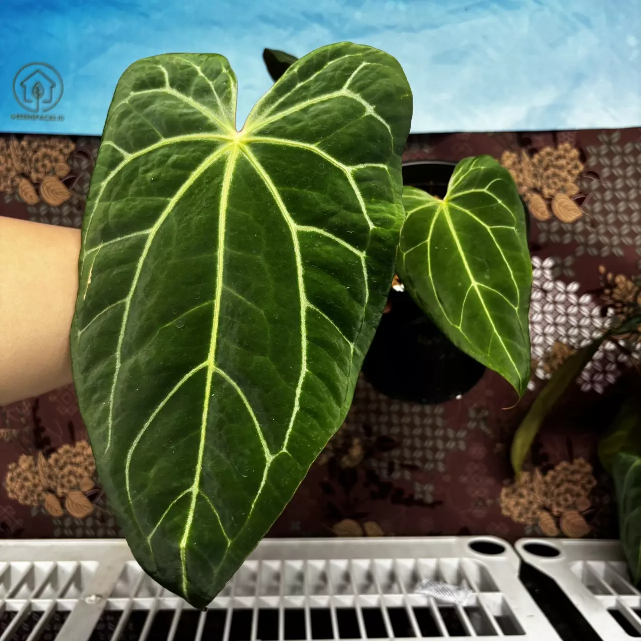 plant/H104 Anthurium BVIT x Zara Michele-0