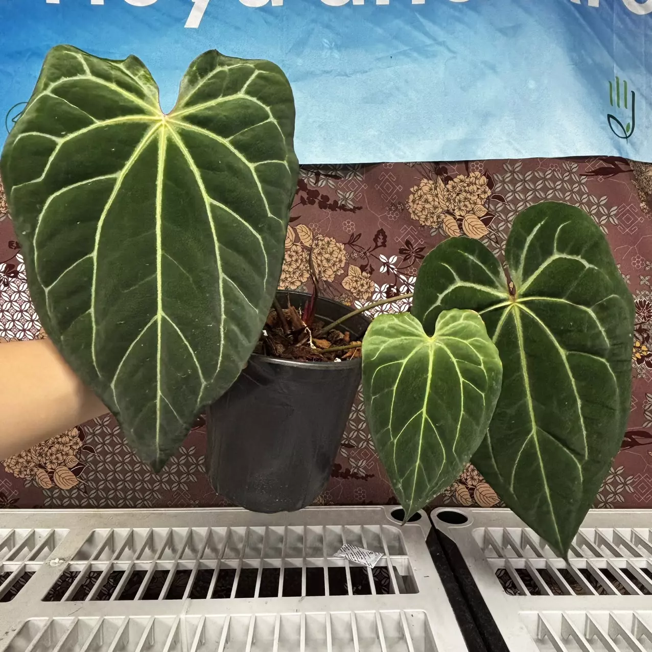 plant/H203 Anthurium BVIT x Zara Michele-0