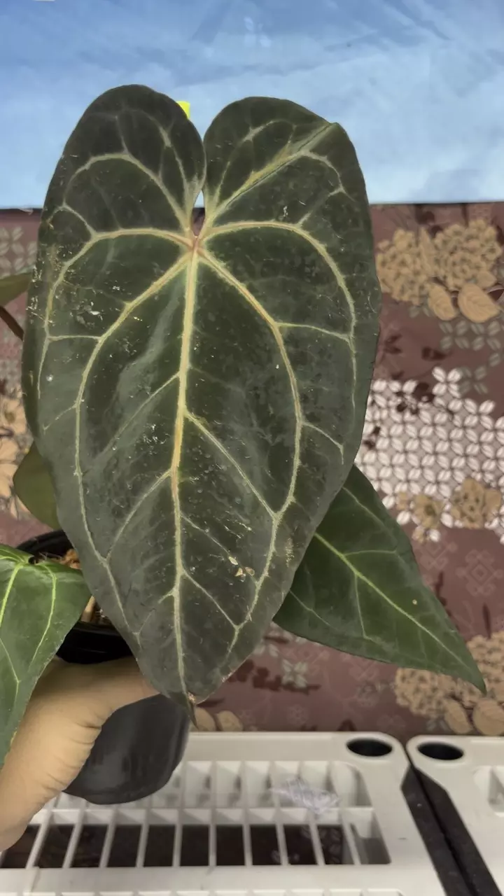 plant/H106 Anthurium BVIT x Zara Michelle-0