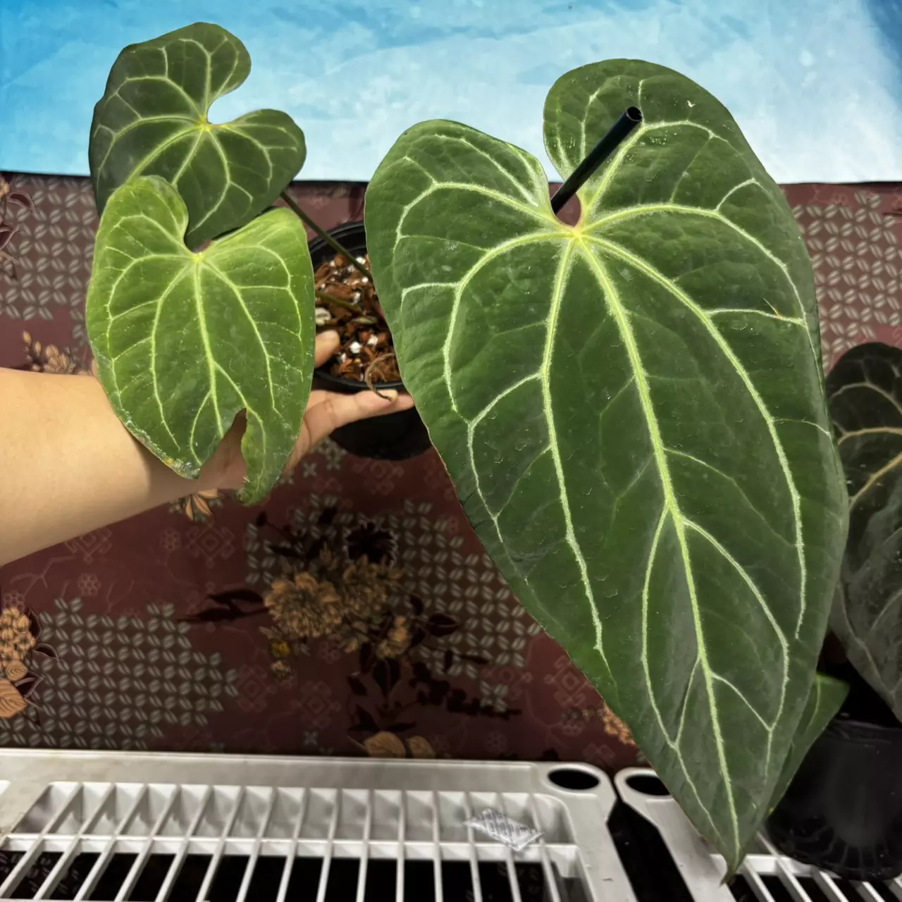 plant/H205 Anthurium BVIT x Zara Michelle-0