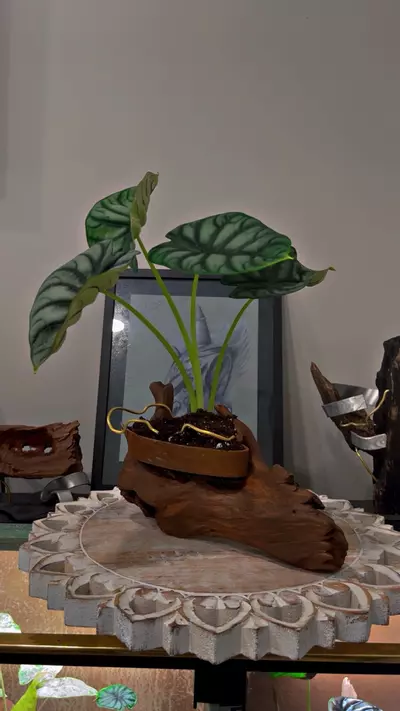 plant/Artistic planter-2-thumbnail