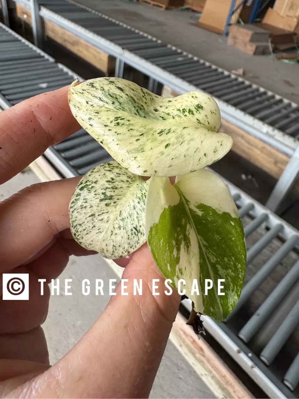 plant/Monstera white monster acclimated tc growers choice-1