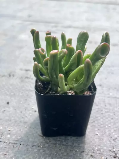 plant/Shrek Ears Jade Plant | Gollum Jade Succulent | 2” Pot | Rare Crassula Ovata-0-thumbnail