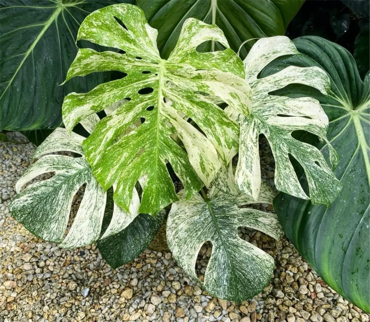 plant/Monstera white monster acclimated tc growers choice-0
