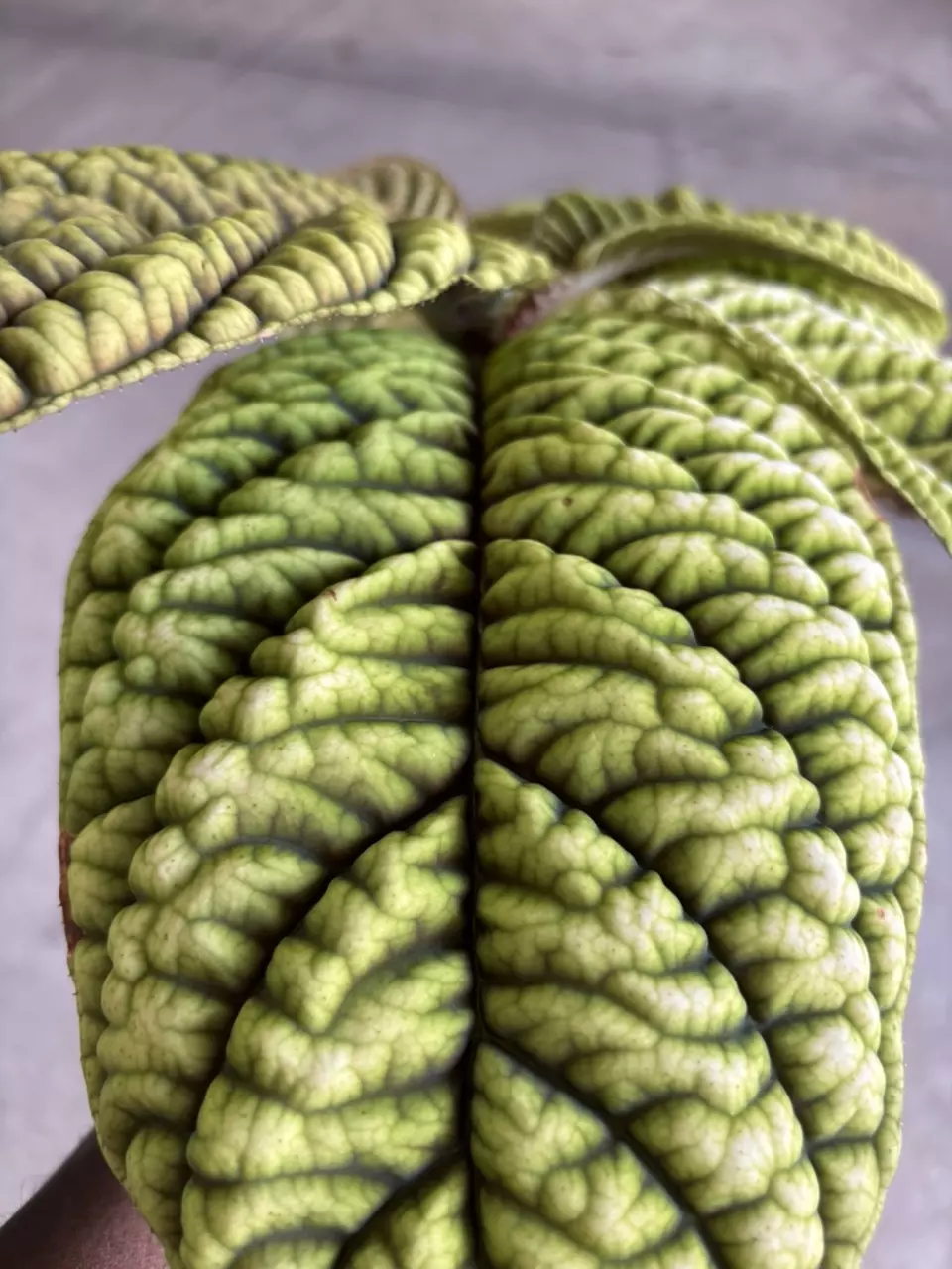 plant/Ardisia Cool Fire-6