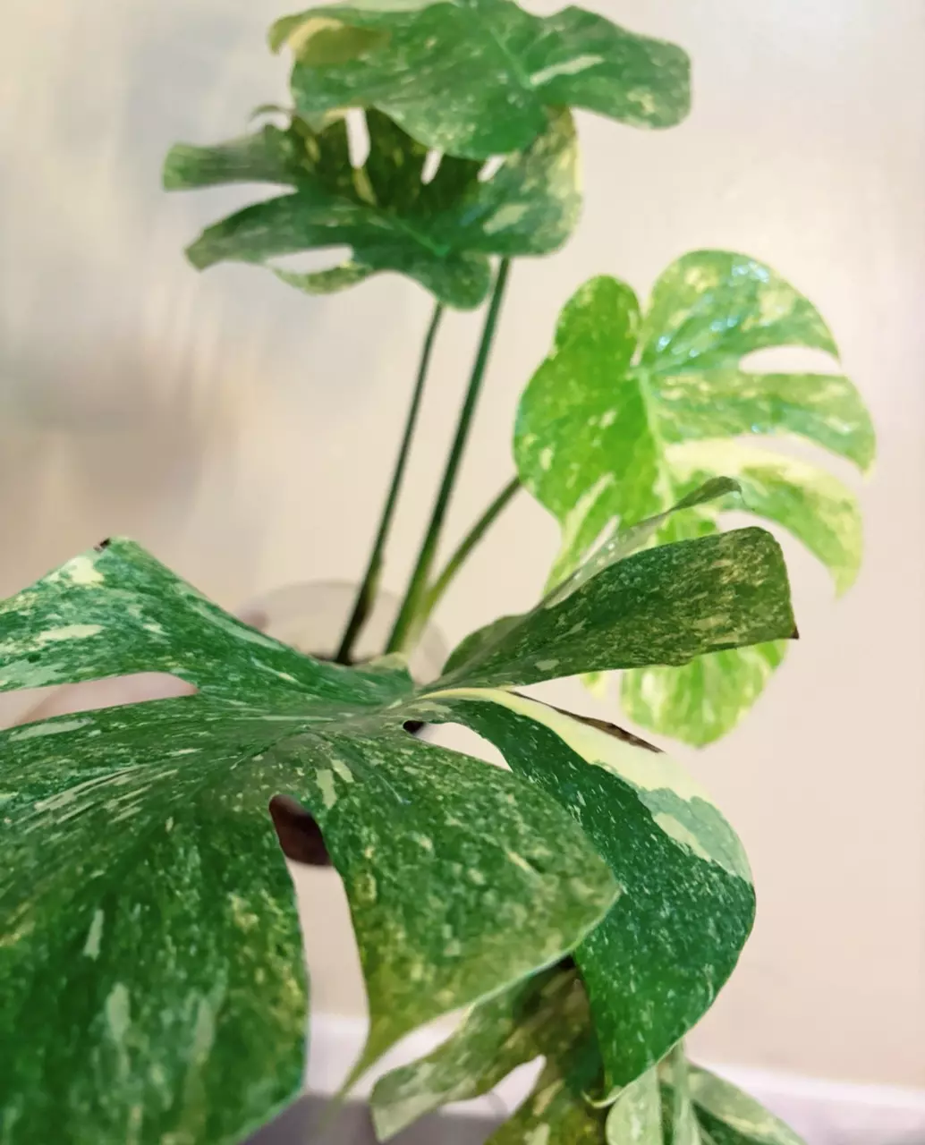 plant/Monstera Legacy Monstera Treasure Monstera Thai Legacy-1