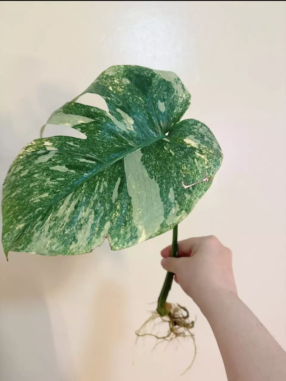 plant/Monstera Legacy Cutting Monstera thai Legacy-1