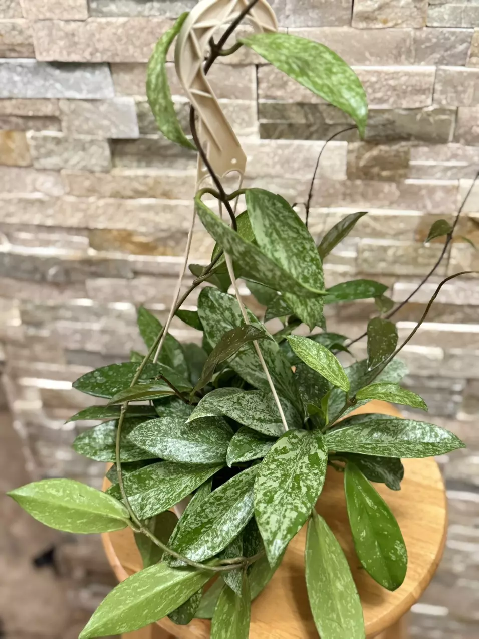 plant/Hoya Publicalyx Speckled-2