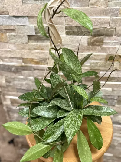 plant/Hoya Publicalyx Speckled-2-thumbnail