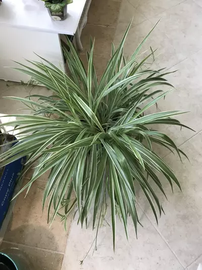 plant/Spider plant bundle-1-thumbnail