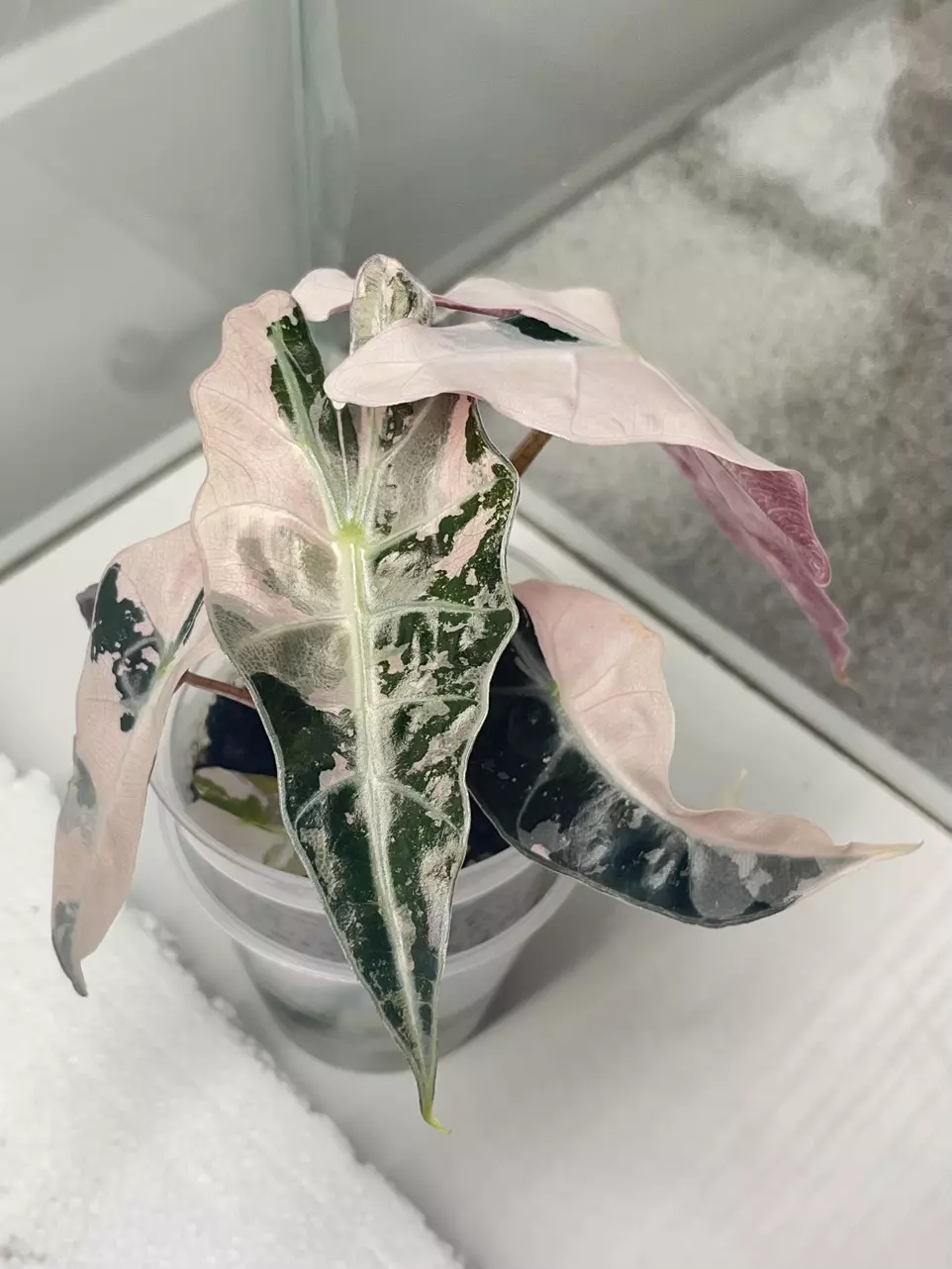 plant/Pink polly alocasia corm-0