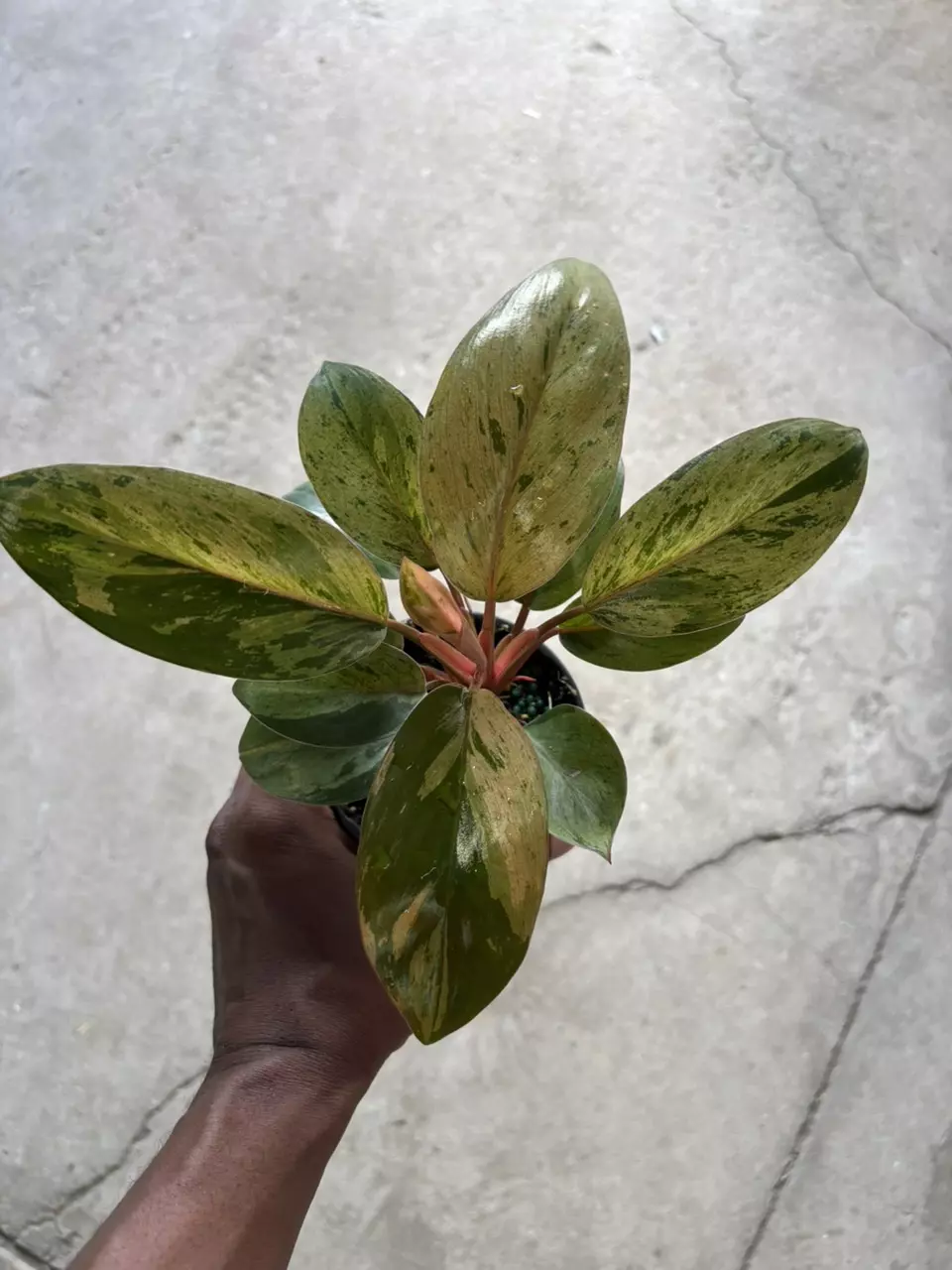 plant/Philodendron Congo Marble-6