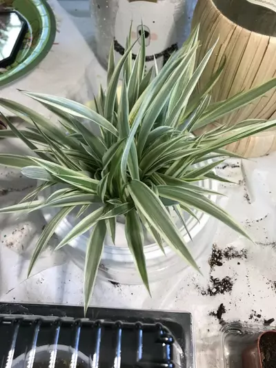 plant/Spider plant bundle-0-thumbnail