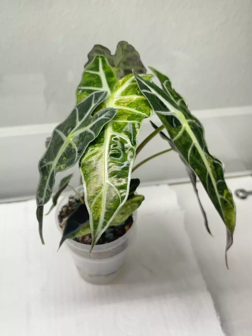 plant/Polly aurea alocasia corm-1