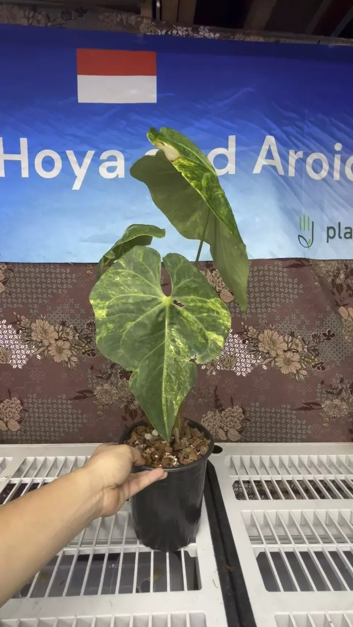 plant/H205 Anthurium Sweet Love Variegated-1
