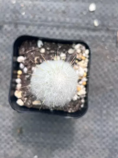 plant/Old Lady Cactus | Mammillaria Hahniana | Hair Looking Round Cactus | 2” Pot-5-thumbnail