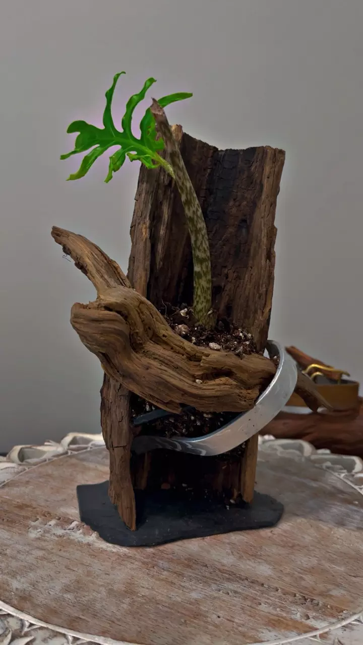 plant/Artistic planter-1