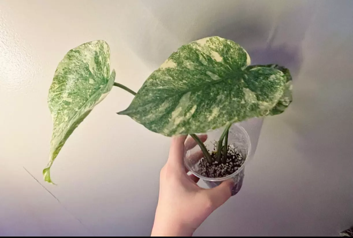 plant/Monstera Legacy Monstera Thai Legacy Exact Plant-1