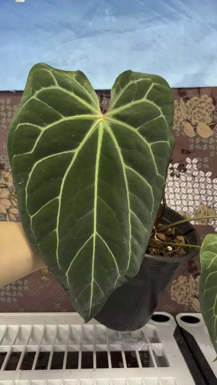 plant/H203 Anthurium BVIT x Zara Michele-1