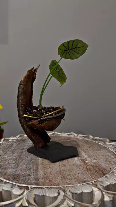 plant/Artistic planter-1-thumbnail