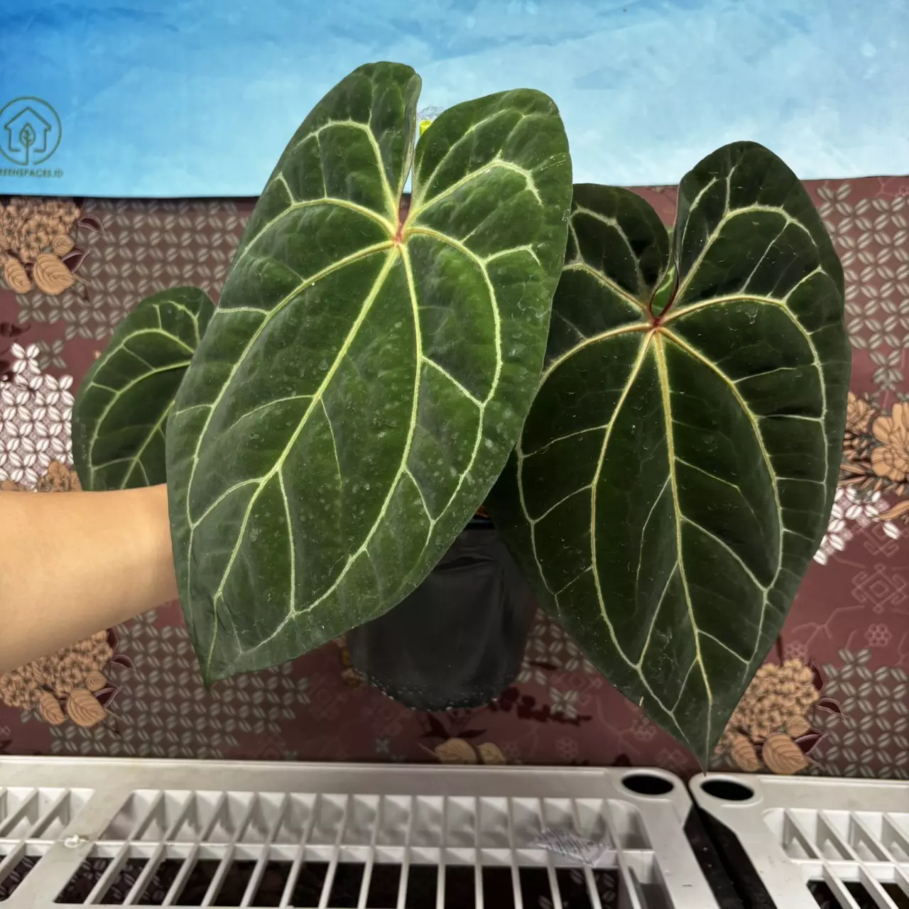 plant/H102 Anthurium BVIT x Zara Michele-0