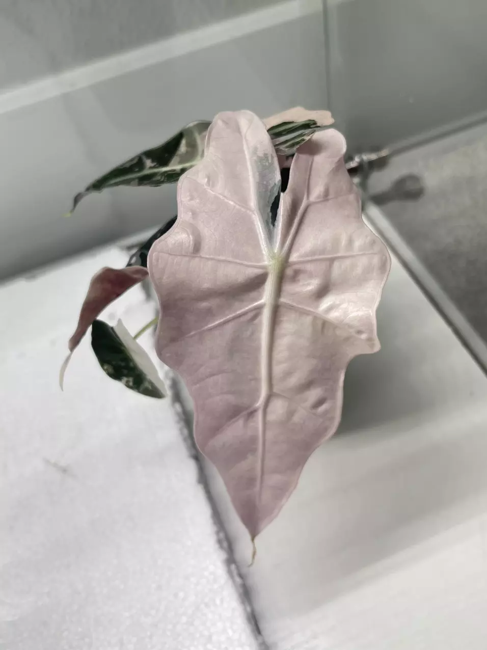 plant/Pink polly alocasia corm-1