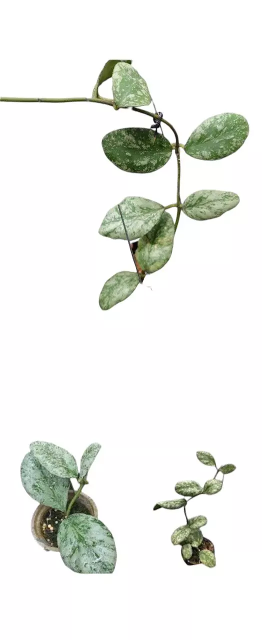 plant/Hoya silver cloud sky waymaniae-1