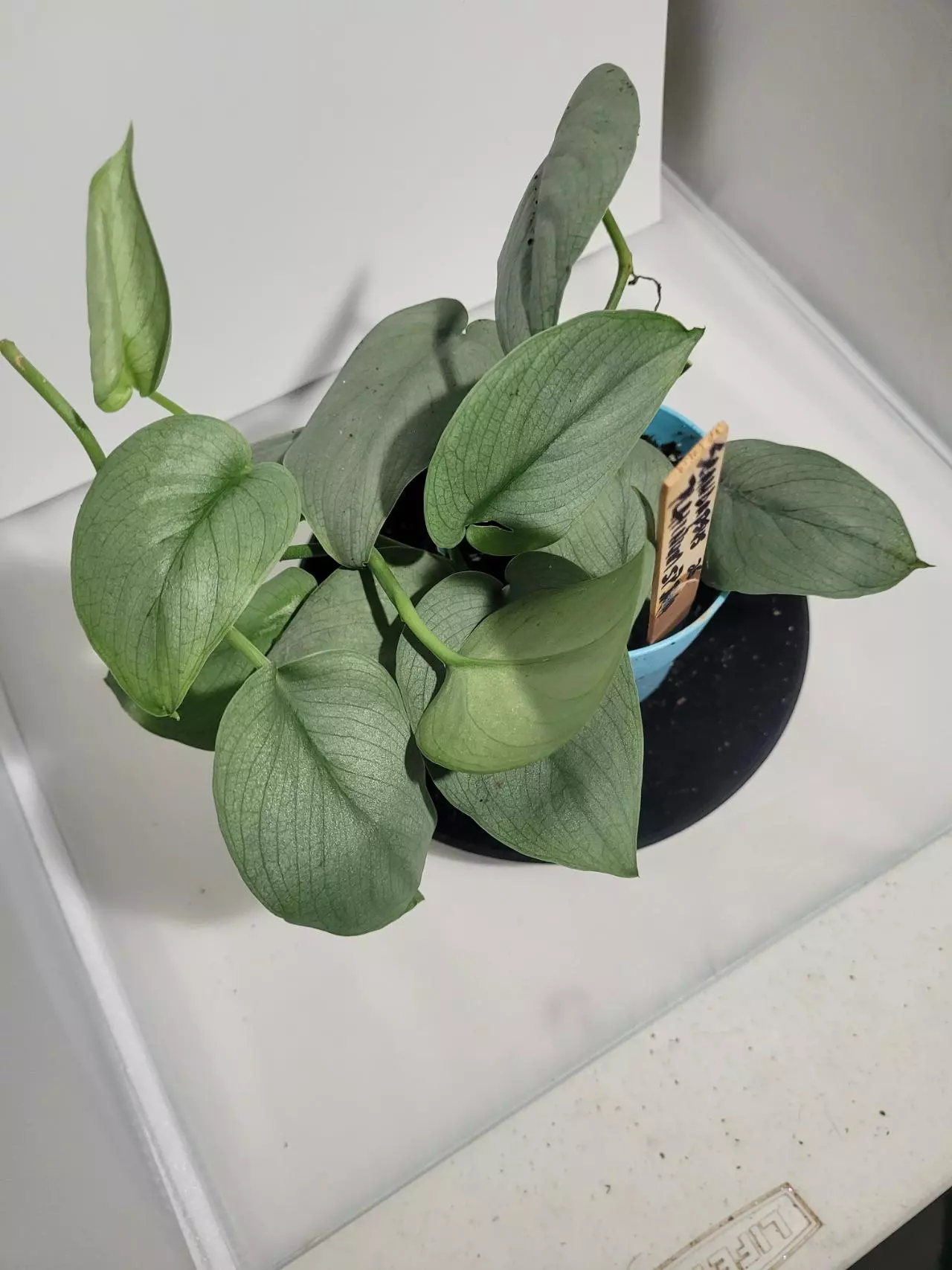 plant/Scindapsus platinum SP java #188-0