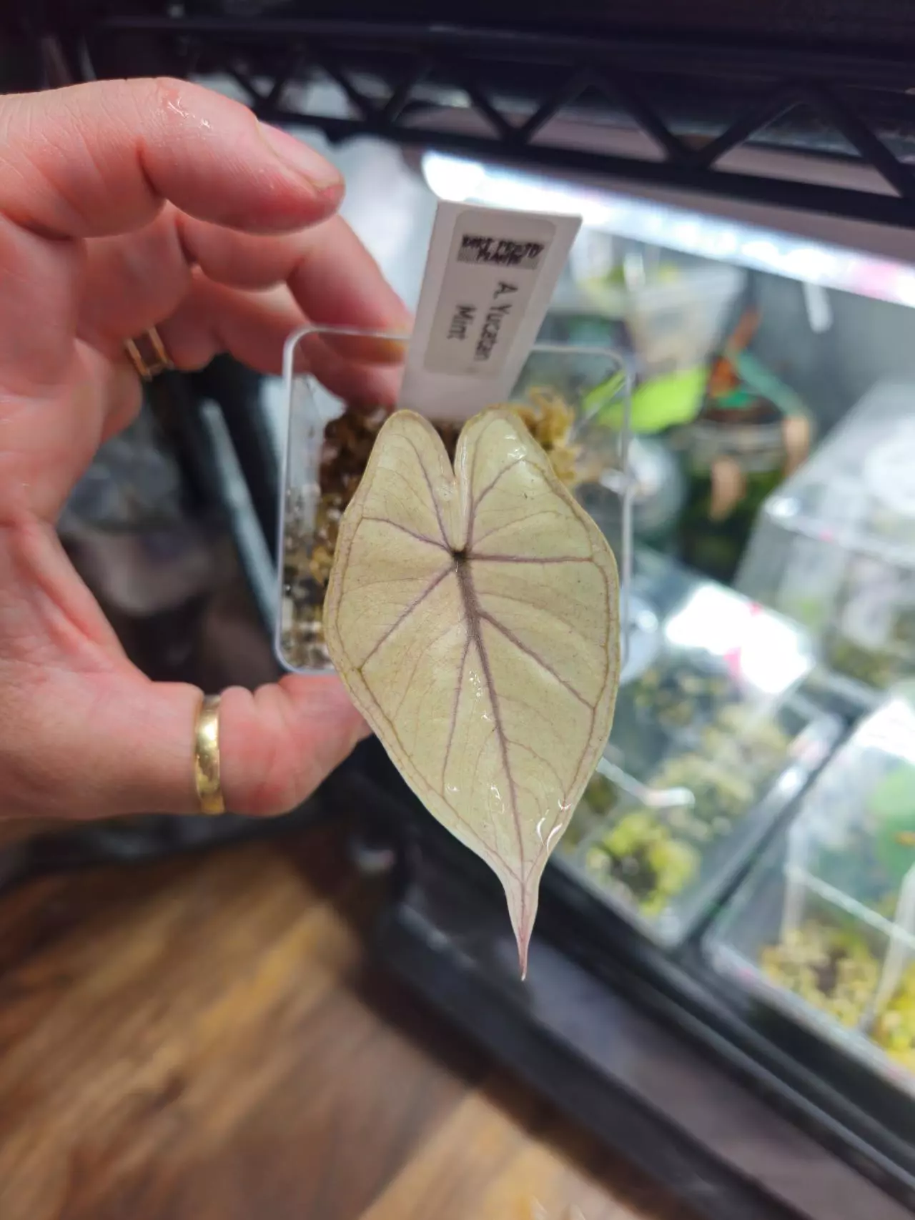 plant/Alocasia Yucatan Mint-0