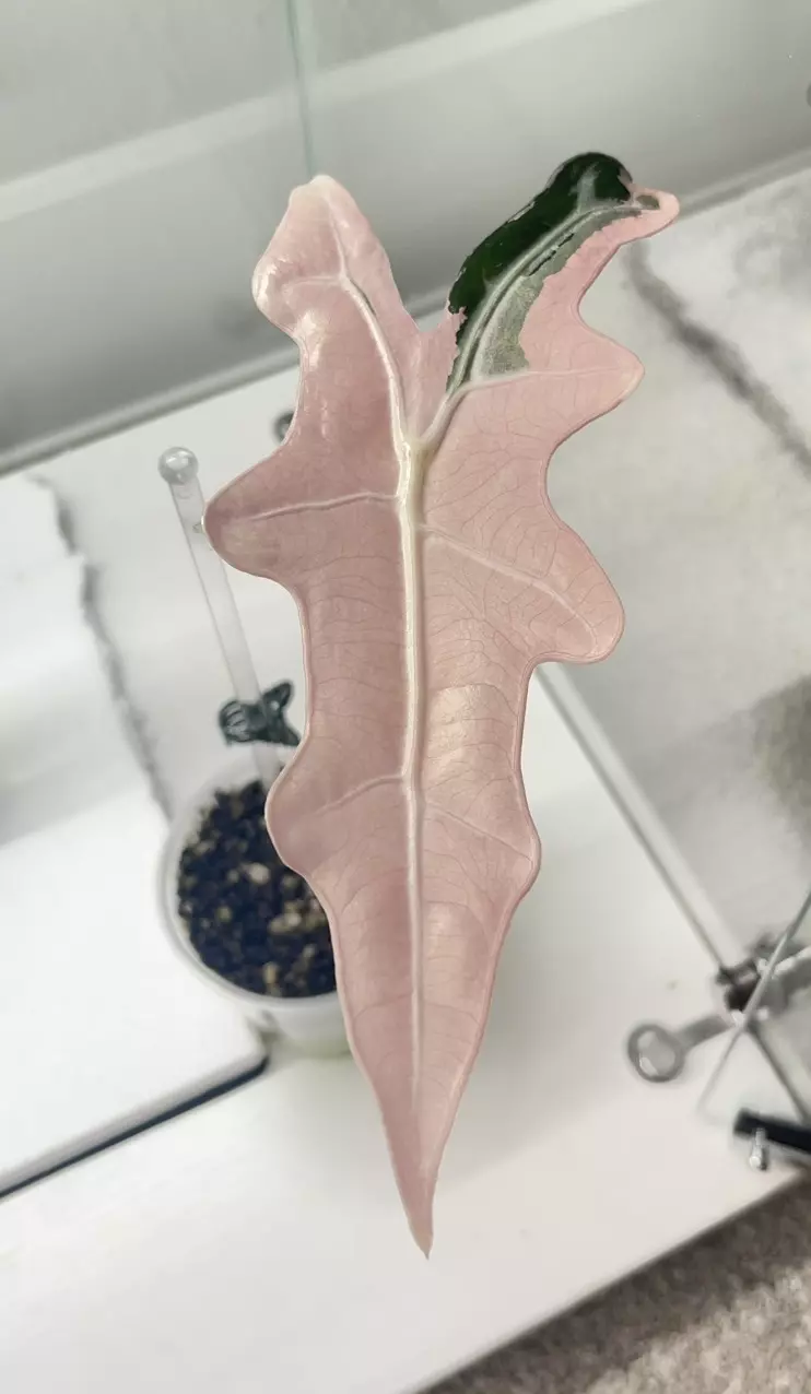 plant/Pink nobilis K corm-0