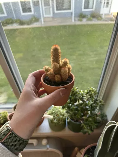 plant/Lady finger cactus-0-thumbnail