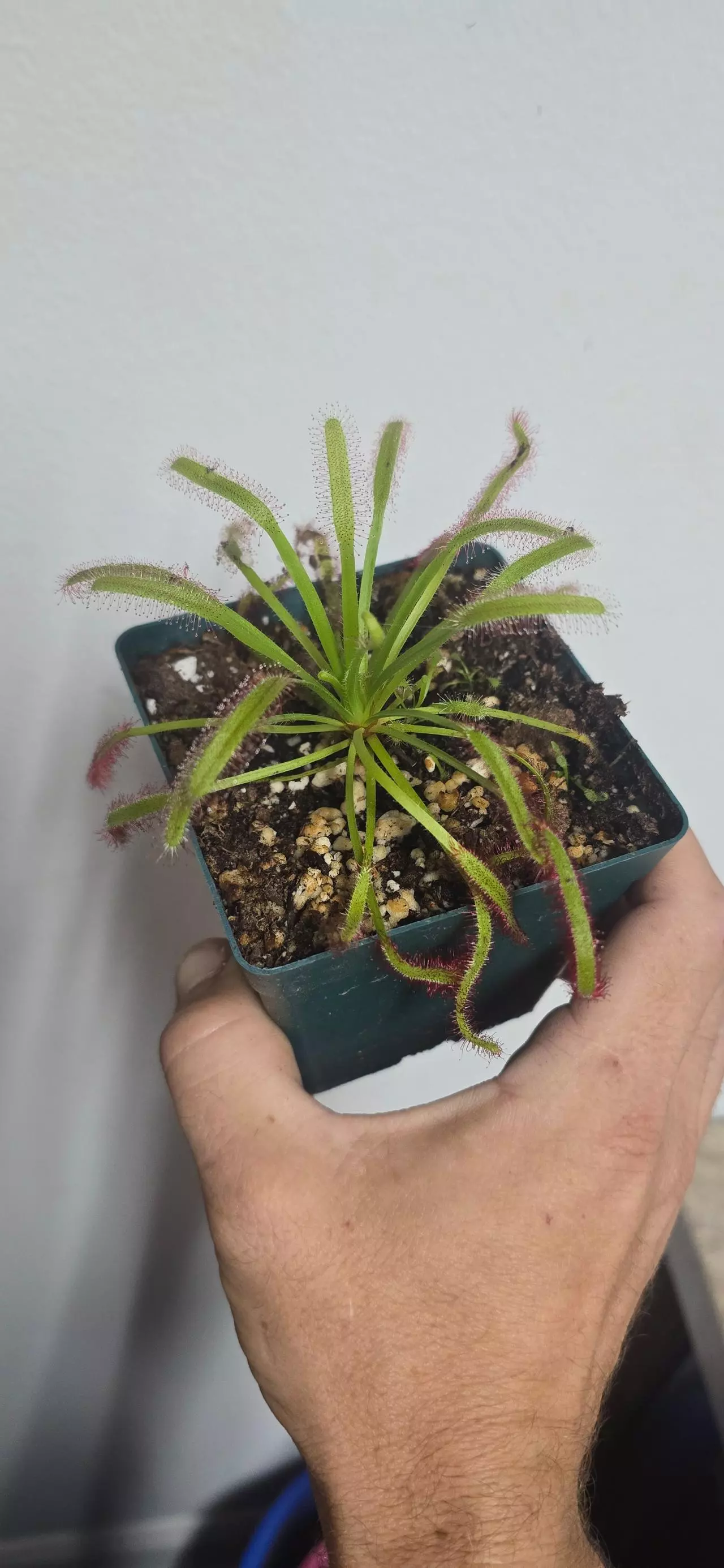 plant/Drosera Capensis Sundew carnivorous plant-1