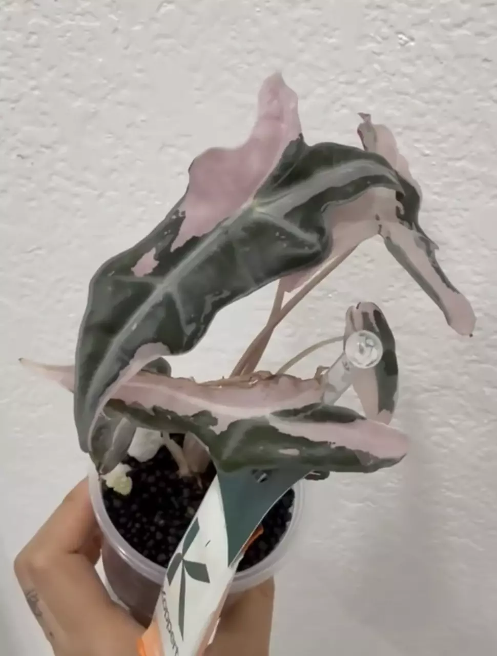 plant/Pink nobilis K corm-1