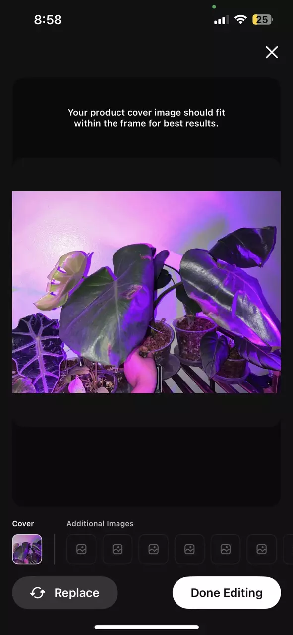 plant/Monstera deliciosa-0