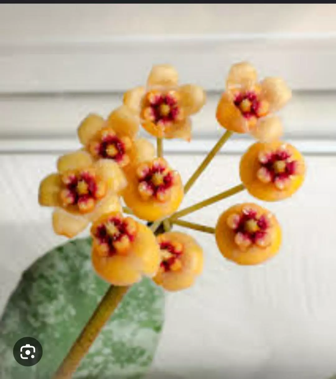 plant/Hoya silver cloud sky waymaniae-0