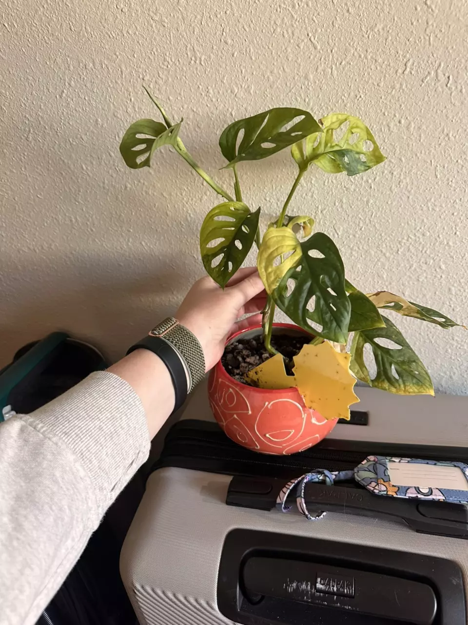 plant/Variegated Monstera Adanaonii-0