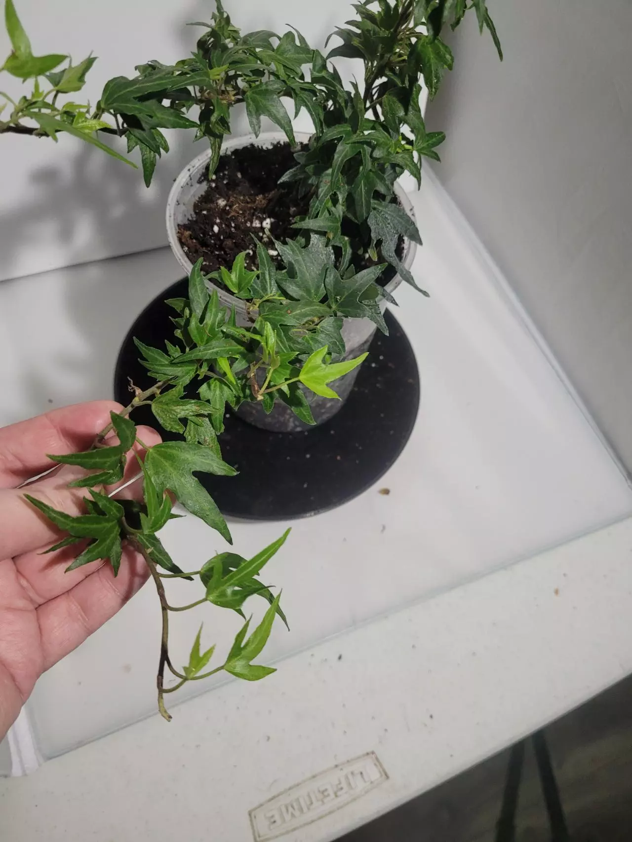 plant/Hedera needlepoint ivy healthy plant English Ivy #194, #195-1