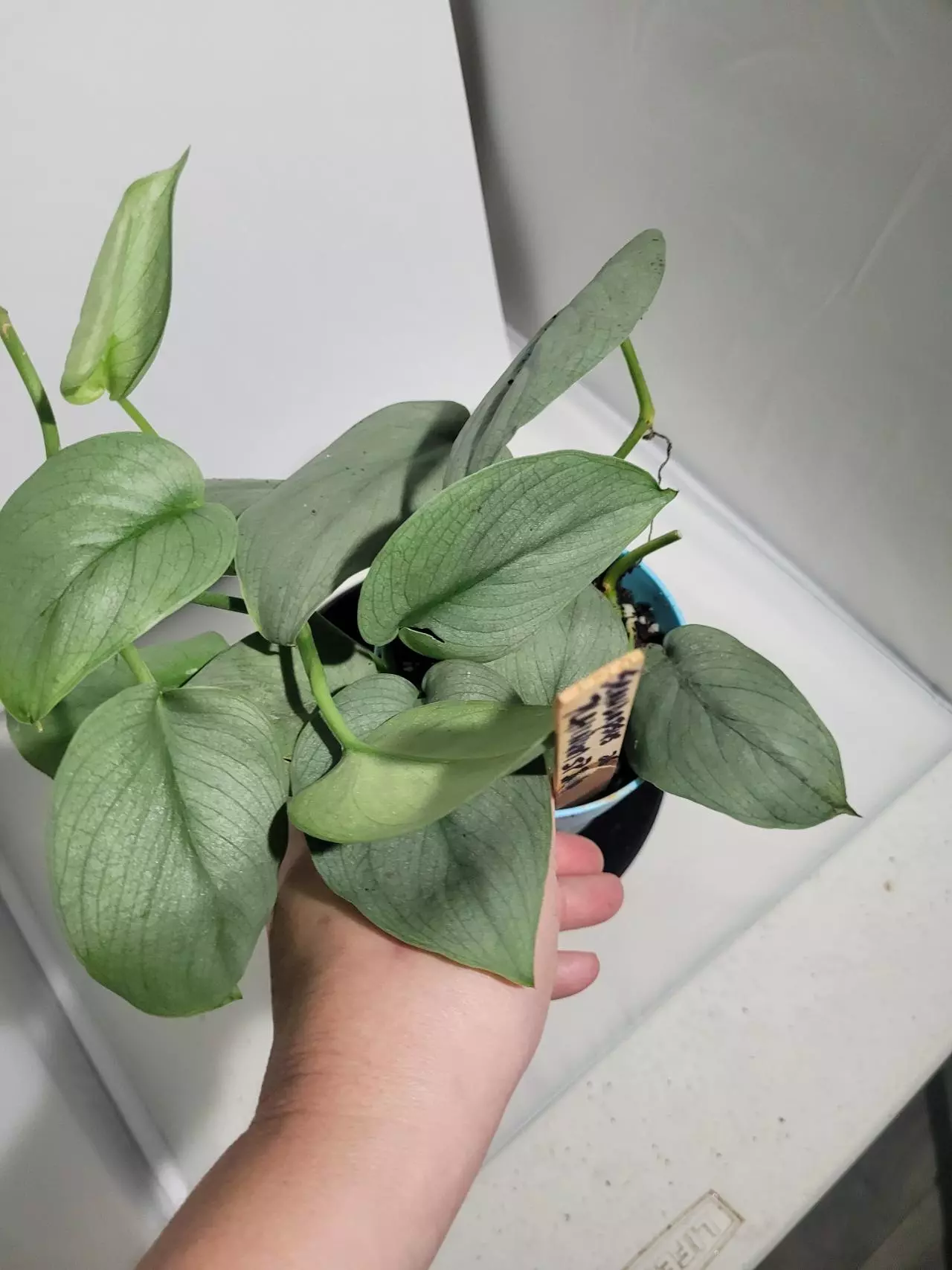 plant/Scindapsus platinum SP java #188-1