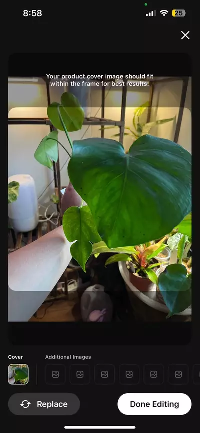 plant/Monstera deliciosa-0-thumbnail