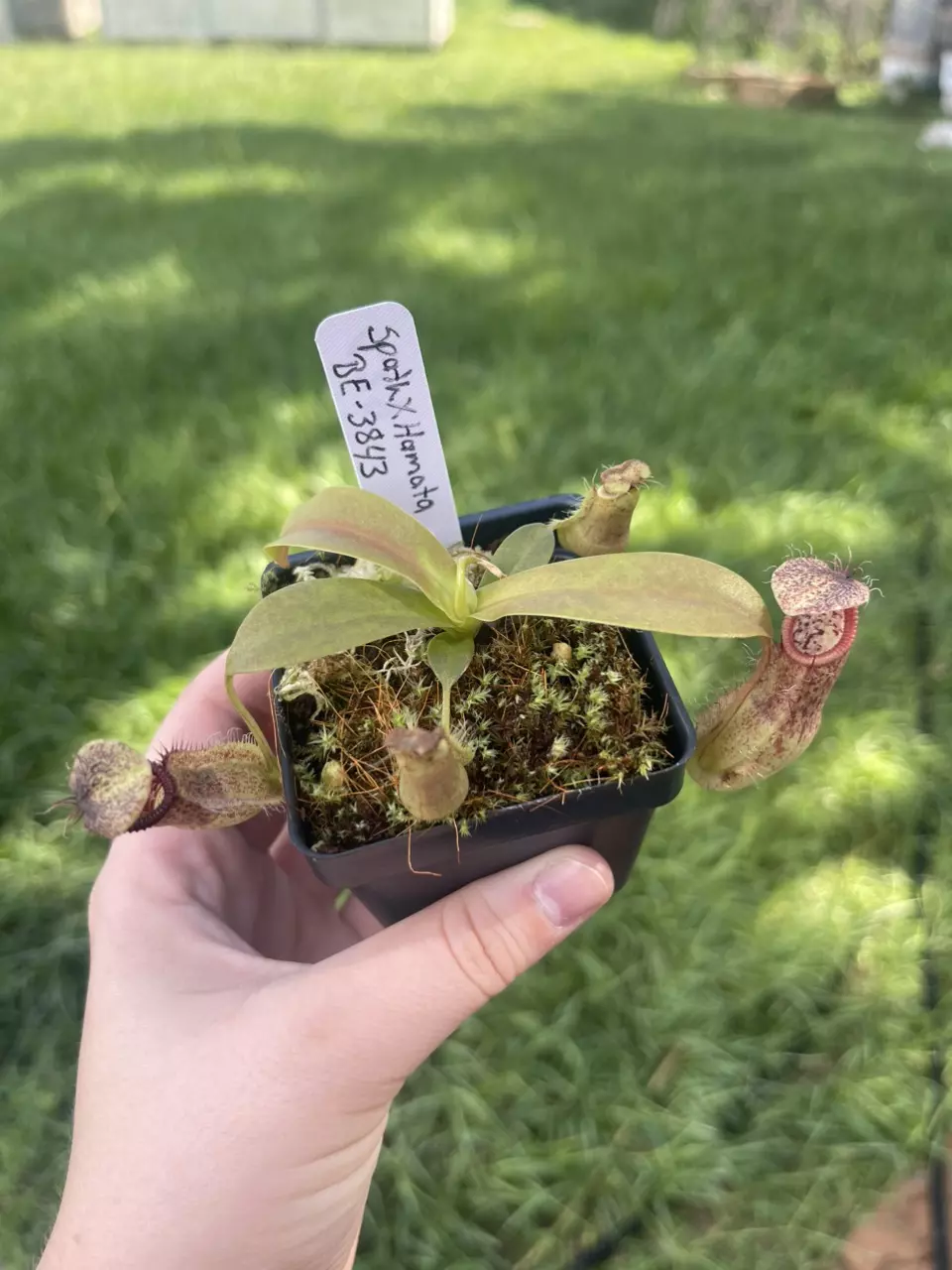 plant/Spath x hamata-0